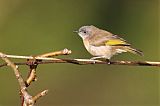 Rufous-banded Honeyeater